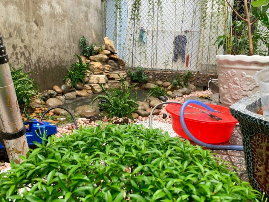 Tiểu cảnh hồ cá